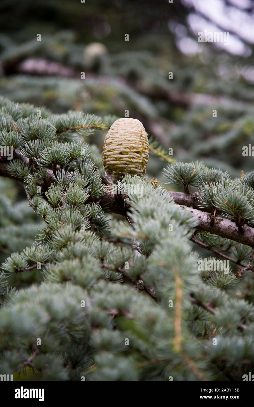 Close up de cèdre du Liban (Cedrus libani) Banque D'Images