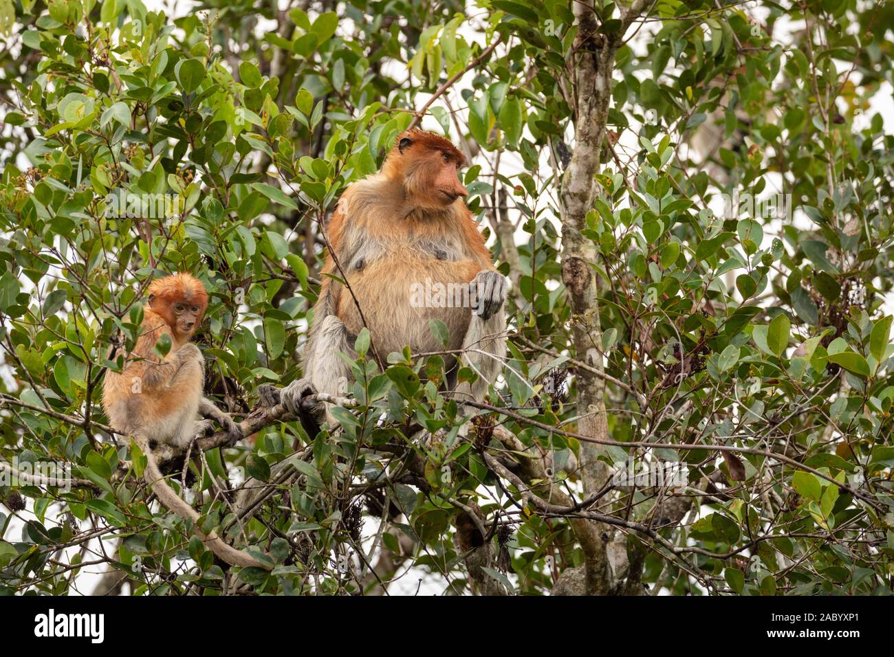 La mère sauvage et les jeunes dans les arbres dans le proboscis monkies Parc national de Tanjung Puting, Kalimantan, Bornéo Banque D'Images