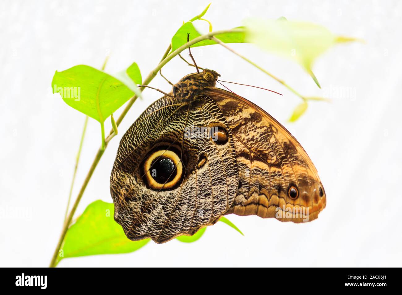 Beauté Nature - Papillon Macro - Close up de papillon sur une fleur Banque D'Images