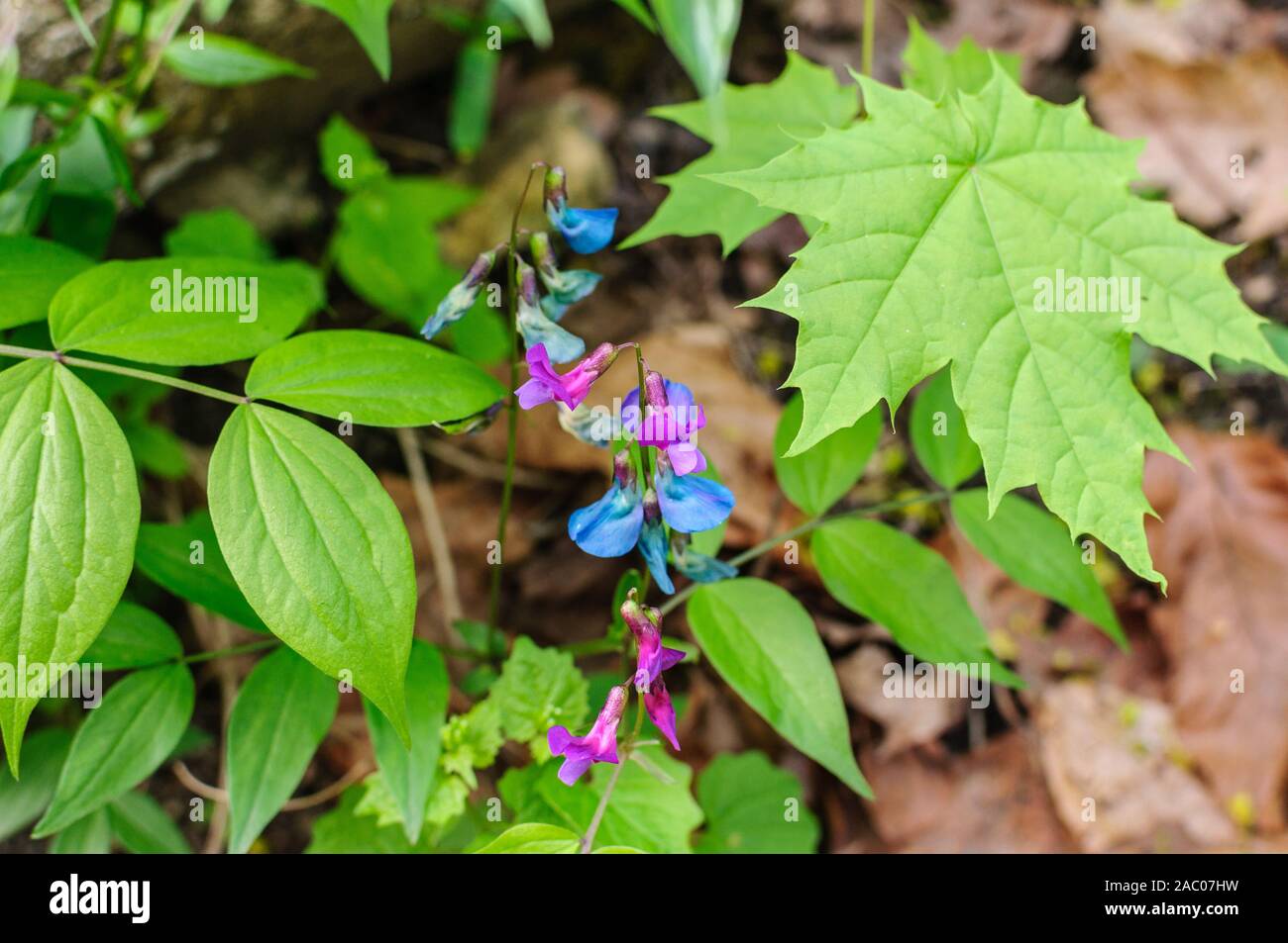 Fleurs de gesse de printemps, ou la vesce de printemps. Lathyrus vernus Banque D'Images