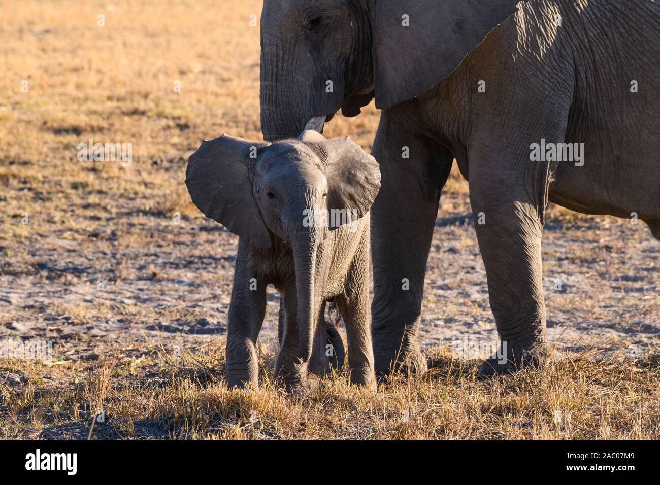 Éléphant d'Afrique, Loxodonta africana, mère et veau, plaines de Bushman, Delta d'Okavanago, Botswana Banque D'Images