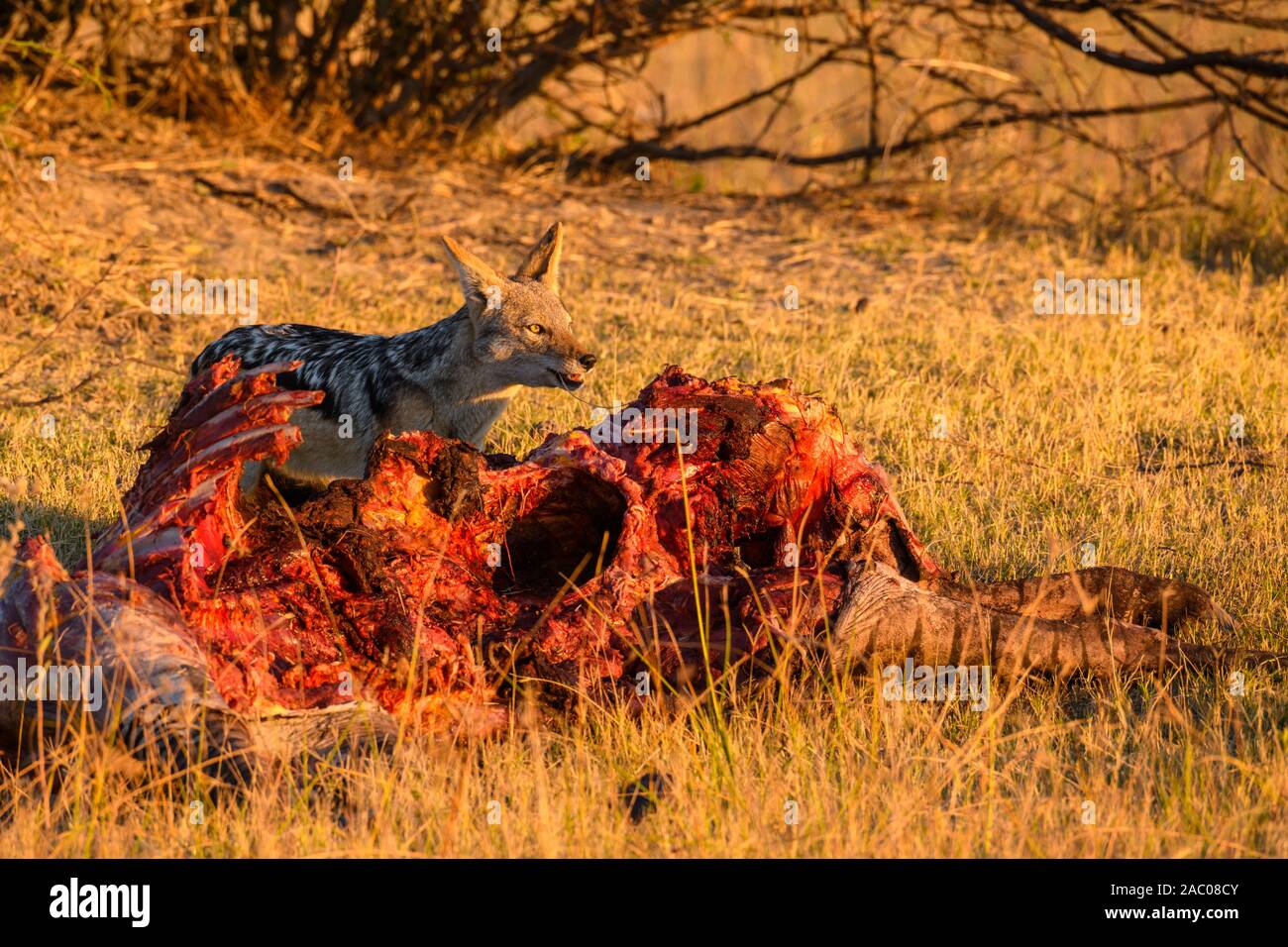 Jackal soutenu par des noirs, Canis mesomelas, à une mort, Bushman Plains, Okavanago Delta, Botswana Banque D'Images