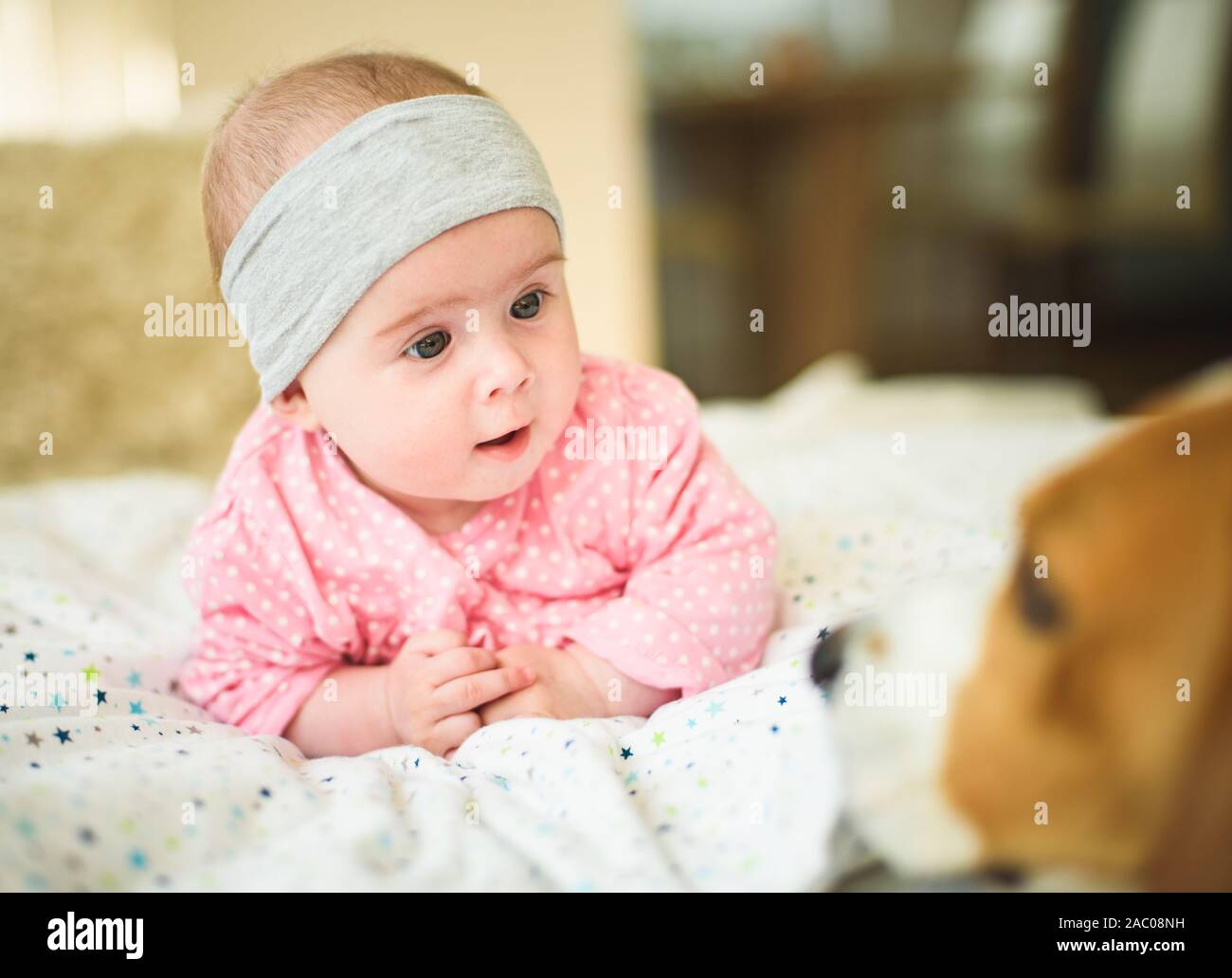 Jolie Petite Fille De 6 Mois Sur Un Lit Bebe Sur Son Ventre Avec La Tete Jusqu A La Au Chien Beagle La Lumiere Naturelle Photo Stock Alamy