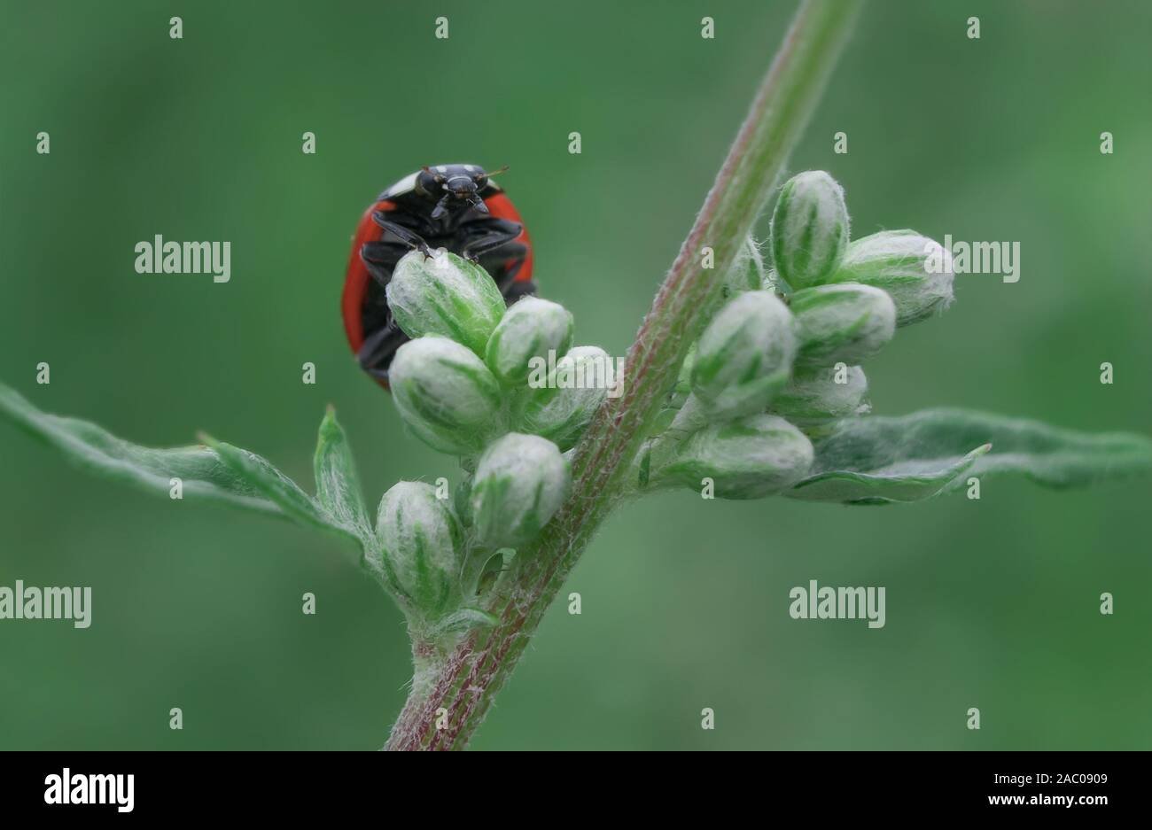 Coccinelle rouge la chasse aux pucerons vert Banque D'Images