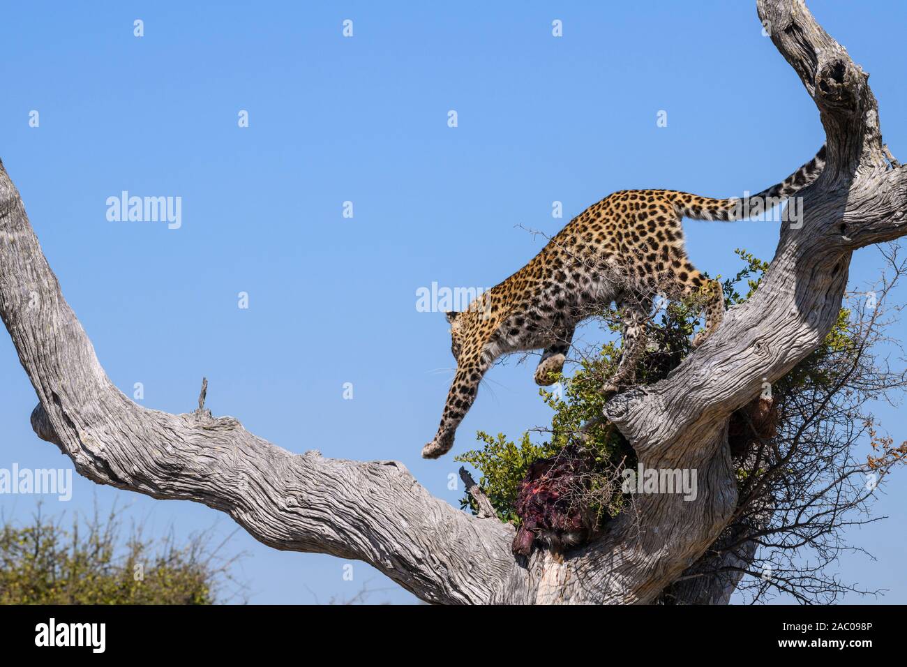 Femme Leopard, Panthera pardus, dans un arbre avec un tuer, Bushman Plains, Okavanago Delta, Botswana Banque D'Images