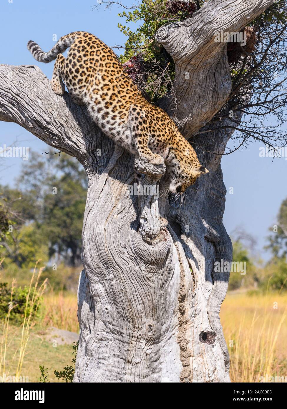 Femme Leopard, Panthera pardus, grimpant à partir d'un arbre, Bushman Plains, Okavanago Delta, Botswana Banque D'Images