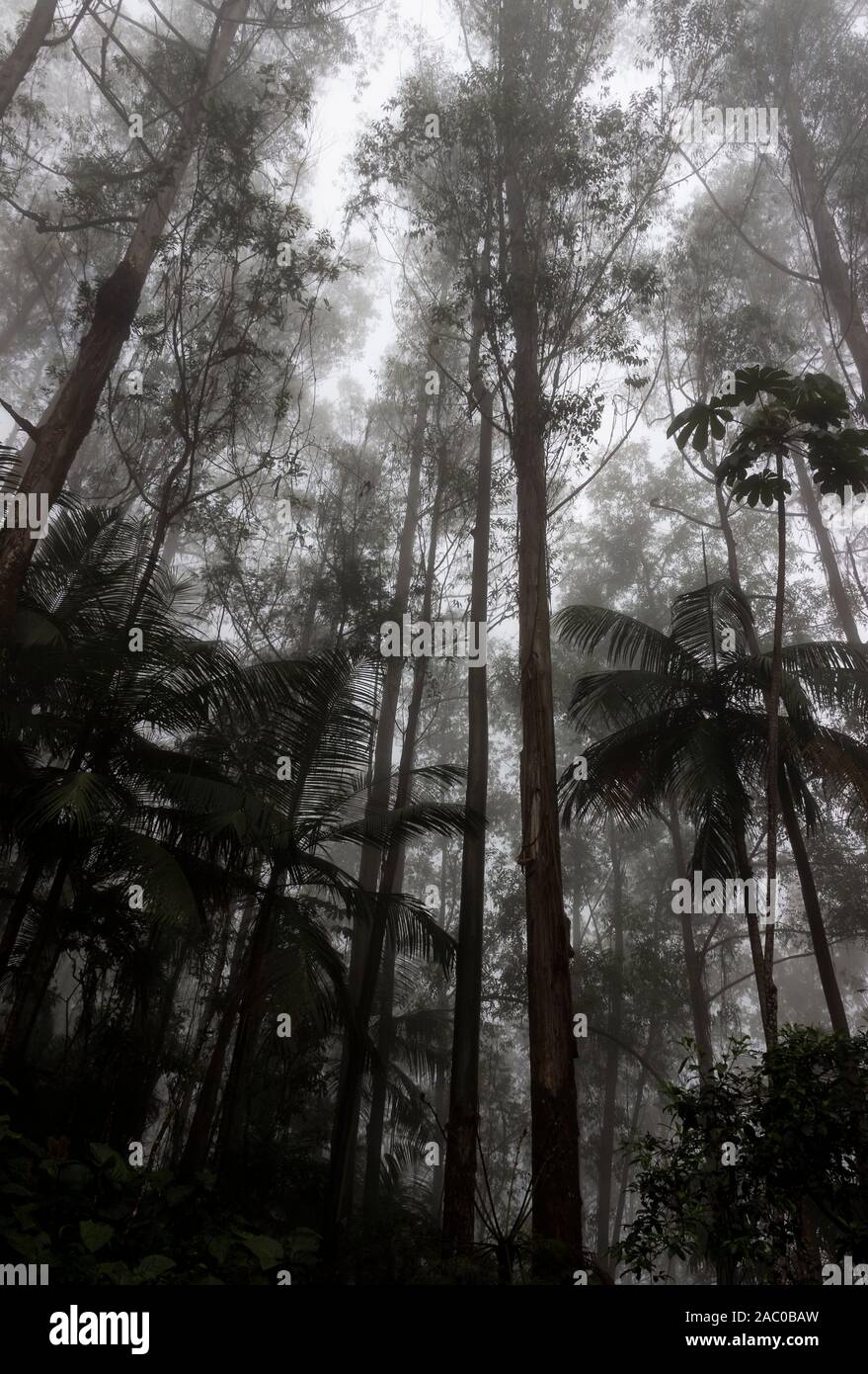 Paysage de forêt tropicale brésilienne de brouillard. Banque D'Images Paysage de forêt tropicale brésilienne de brouillard. Banque D'Images