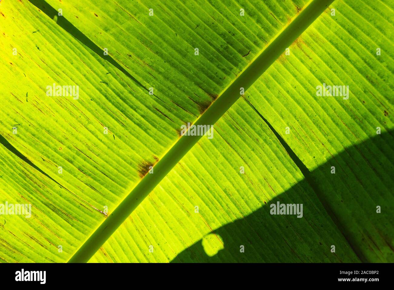 Un gros plan sur une feuille de banane verte. Musa acuminées. Banque D'Images Un gros plan sur une feuille de banane verte. Musa acuminées. Banque D'Images