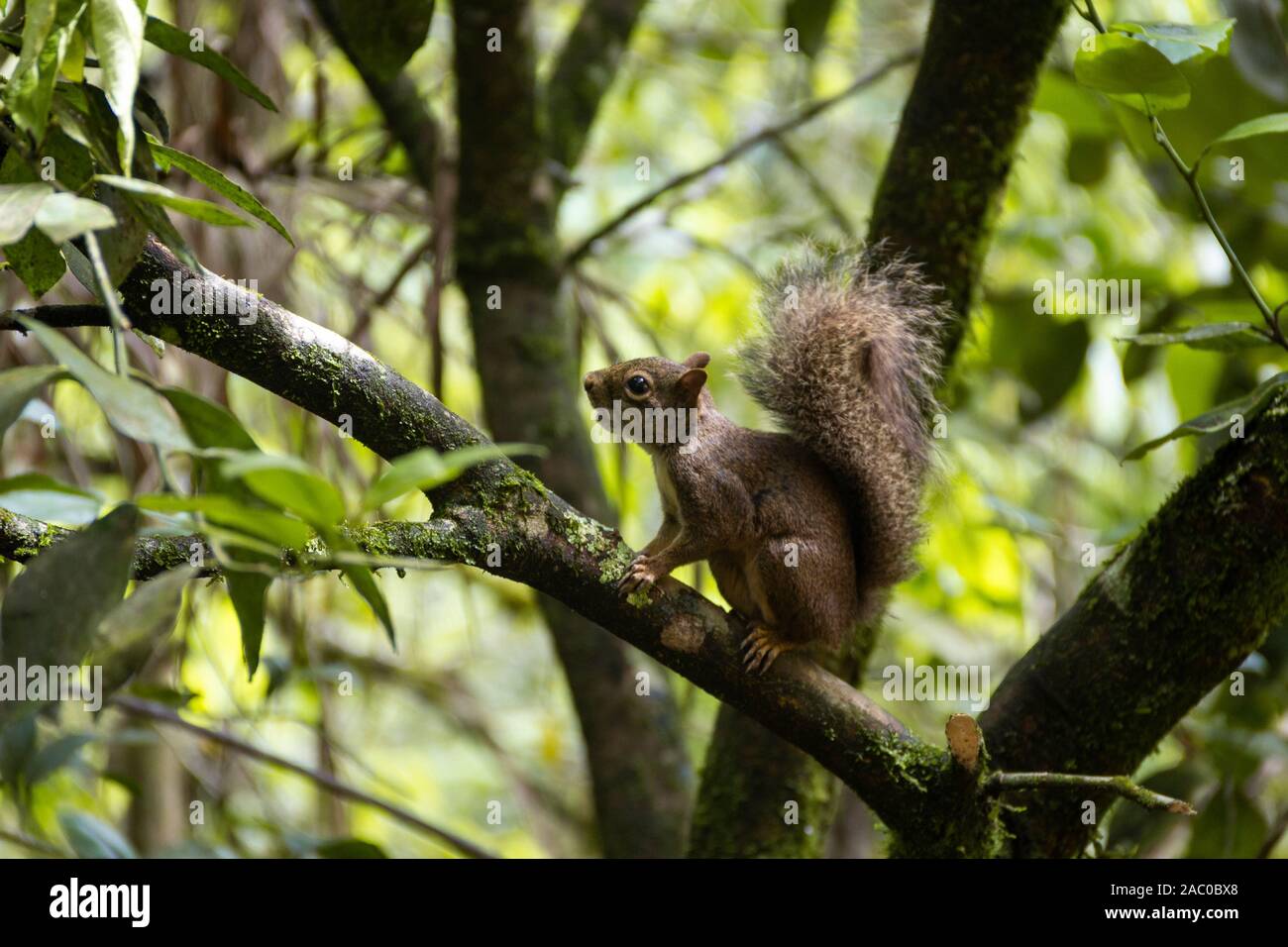 Escalade écureuil brésilien un arbre dans la forêt tropicale. Ciurus Aestuans Banque D'Images