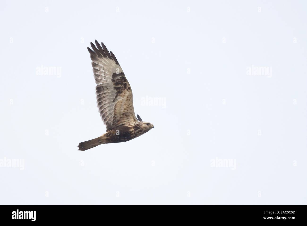 La Buse pattue (Buteo lagopus) Banque D'Images