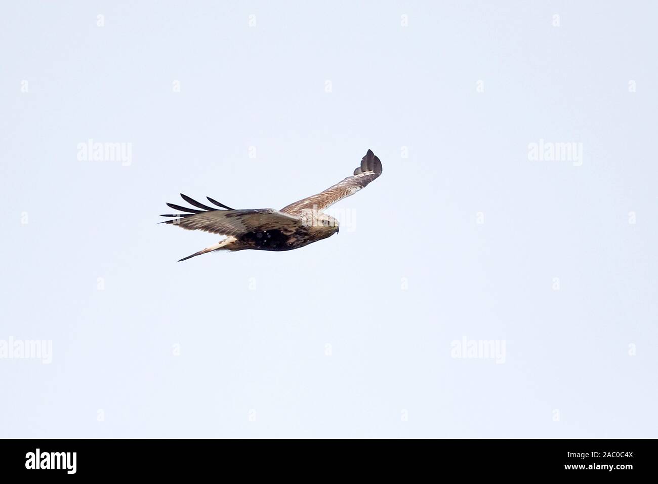 La Buse pattue (Buteo lagopus) Banque D'Images