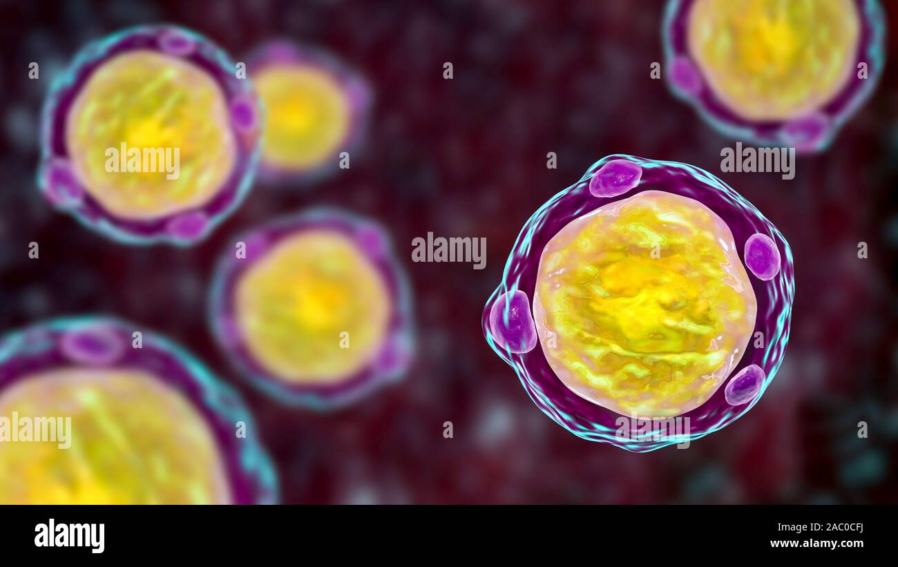 Blastocystis hominis parasite, illustration de l'ordinateur. L'agent causal d'infections diarrhéiques chez les humains. Banque D'Images