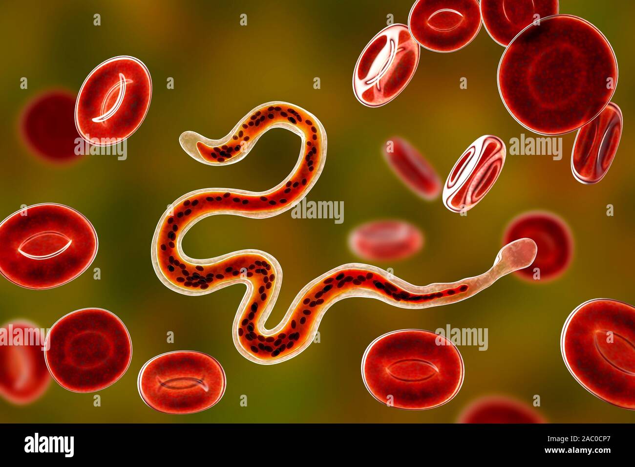 Brugia malayi ordinateur illustration d'un ver nématode parasitaire et cause des droits de la filariose lymphatique (éléphantiasis). Brugia malayi est l'un des cinq Banque D'Images