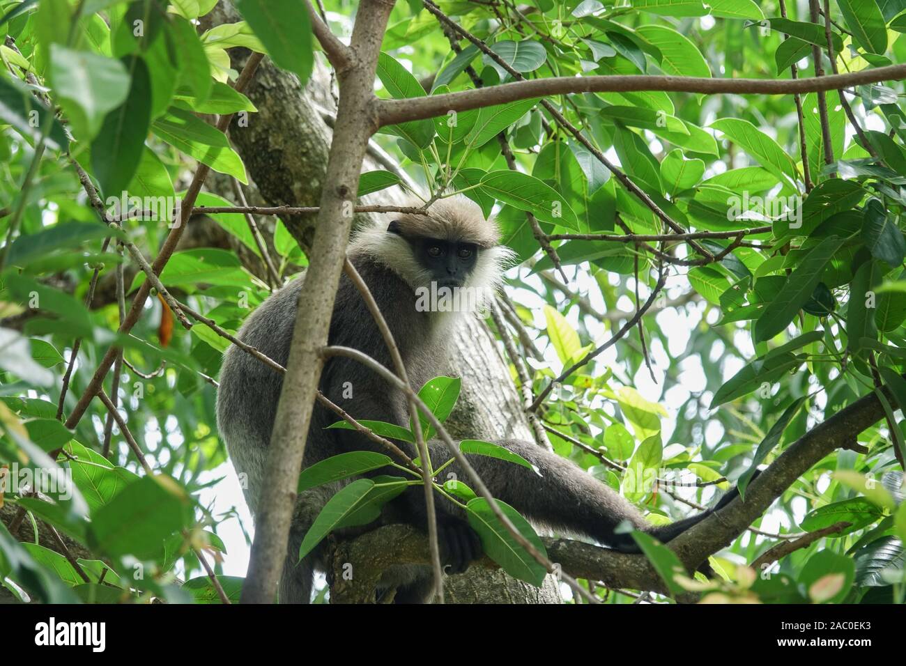 Singe sur un arbre dans la jungle de Sri Lanka Banque D'Images