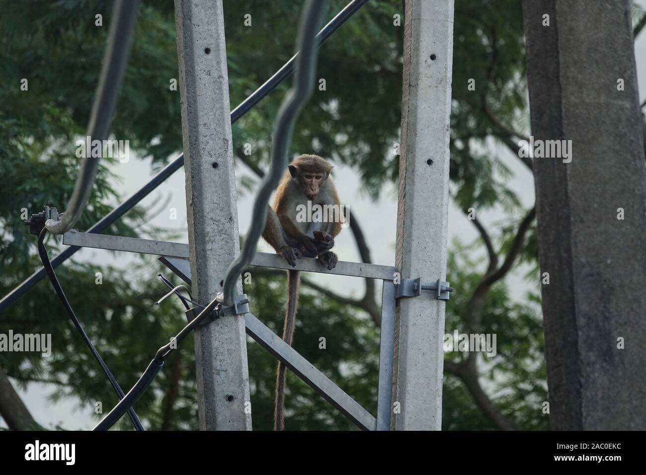 Singe assis sur un poteau électrique. Sri Lanka Banque D'Images