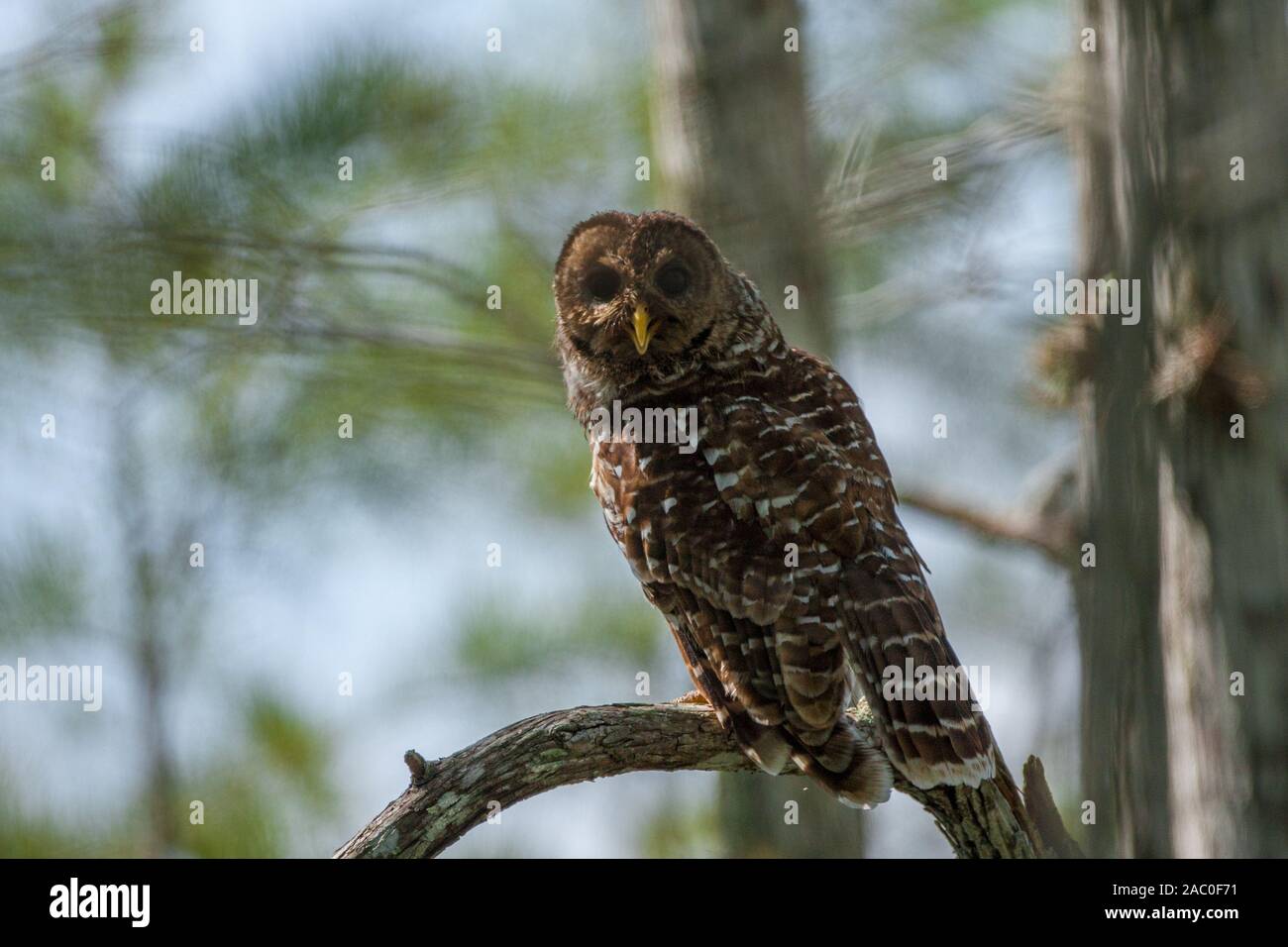 Un très observateur Barred Owl in early morning light. Banque D'Images