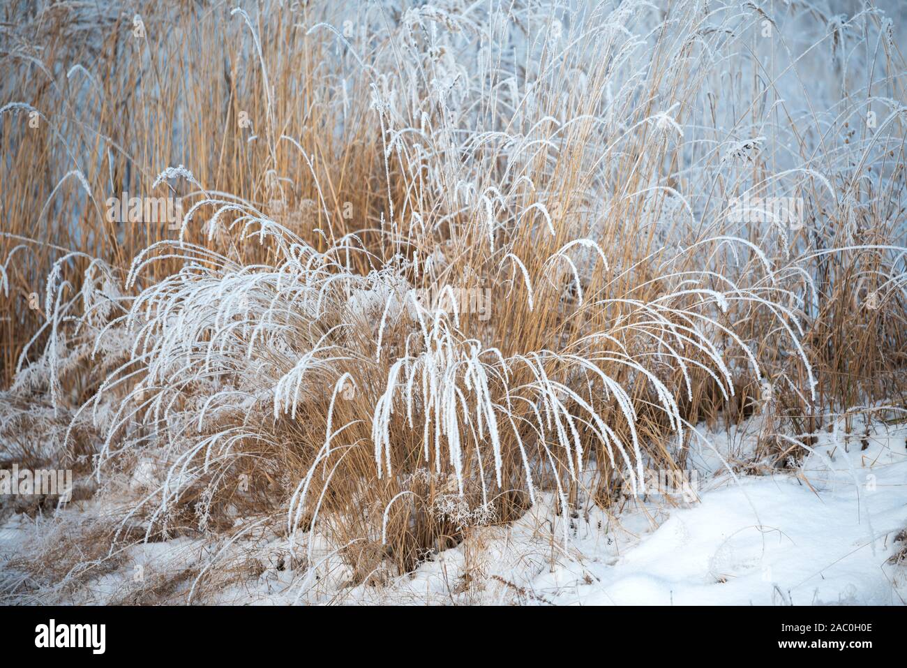 L'herbe recouverte de neige fraîche en hiver paysage. Banque D'Images
