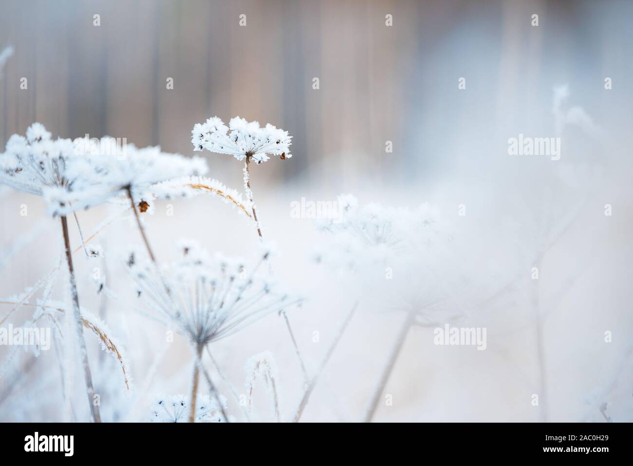 Frost couverts contre l'angélique sauvage fond forêt floue Banque D'Images