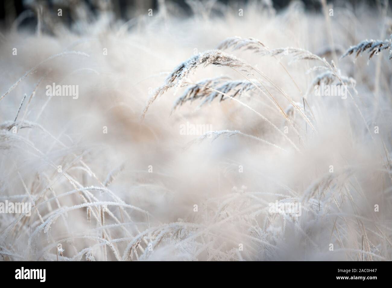 Bushgrasses couverts de givre, Calamagrostis epigejos, dans paysage d'hiver, selective Focus et profondeur de champ Banque D'Images