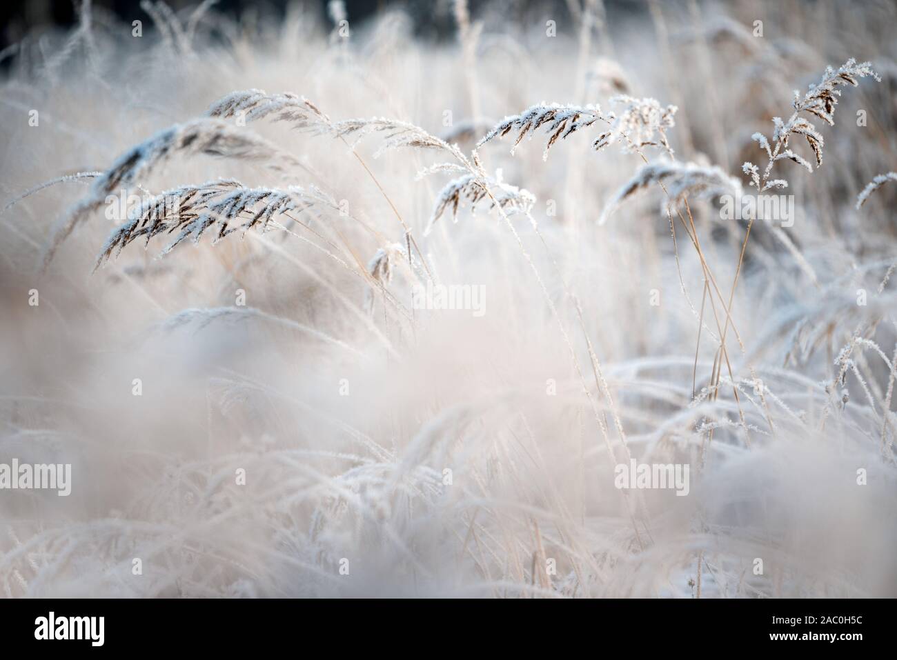Bushgrasses couverts de givre, Calamagrostis epigejos, dans paysage d'hiver, selective Focus et profondeur de champ Banque D'Images