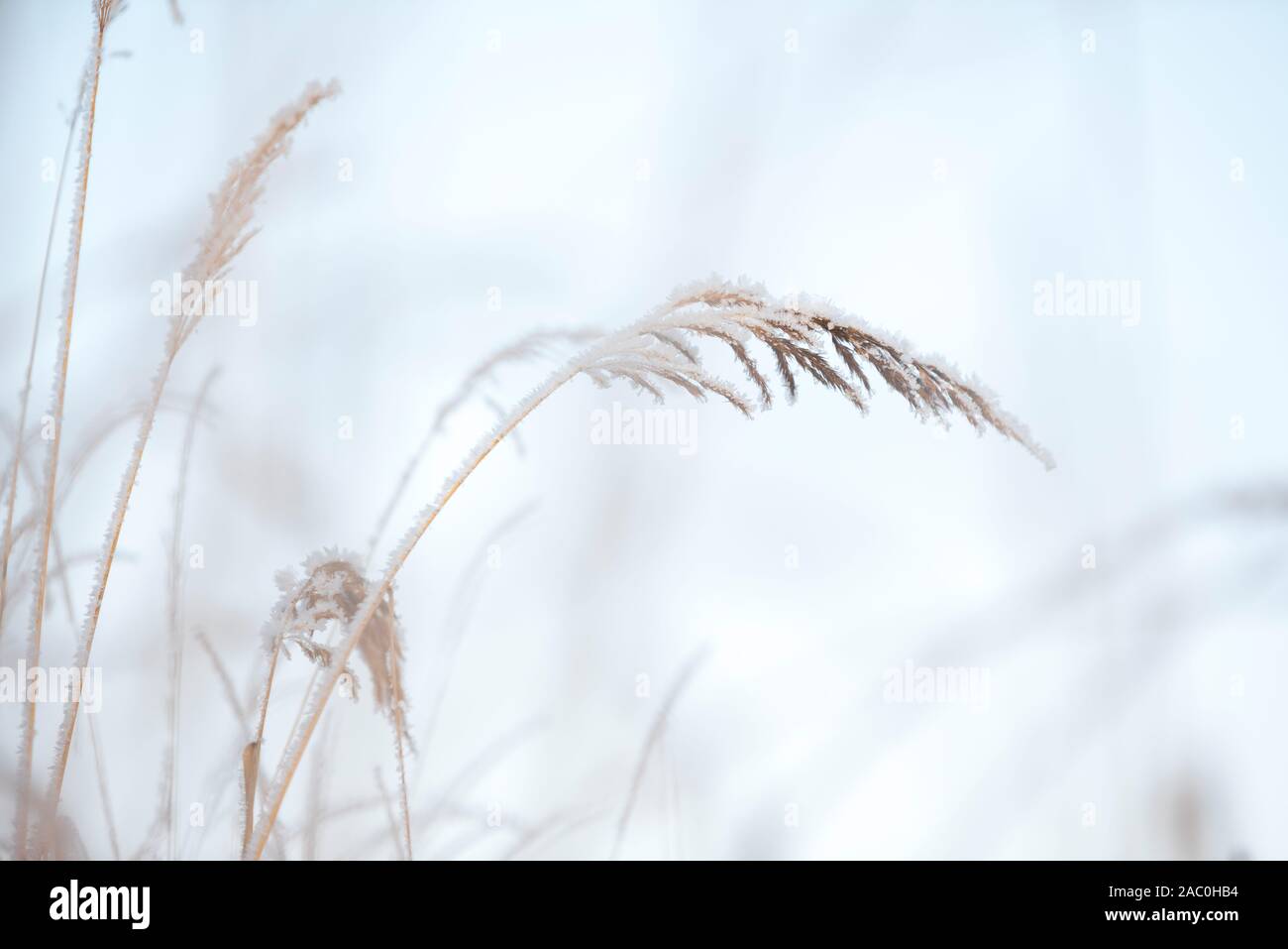 Bushgrasses couverts de givre, Calamagrostis epigejos, dans paysage d'hiver, selective Focus et profondeur de champ Banque D'Images