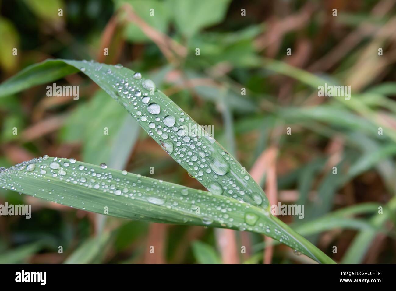 Pluie sur la feuille d'herbe en été Banque D'Images