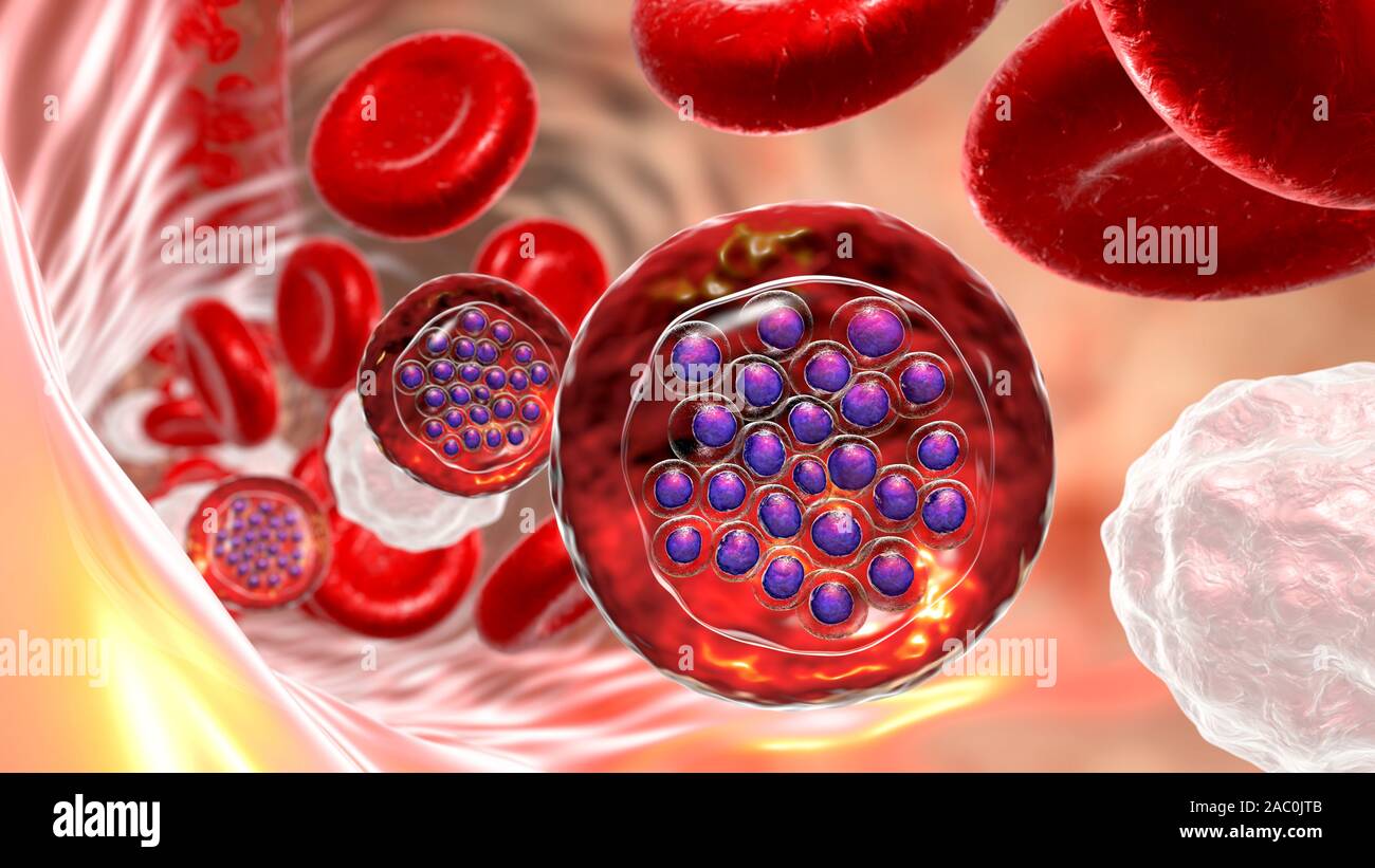plasmodium-falciparum-schizont-banque-de-photographies-et-d-images