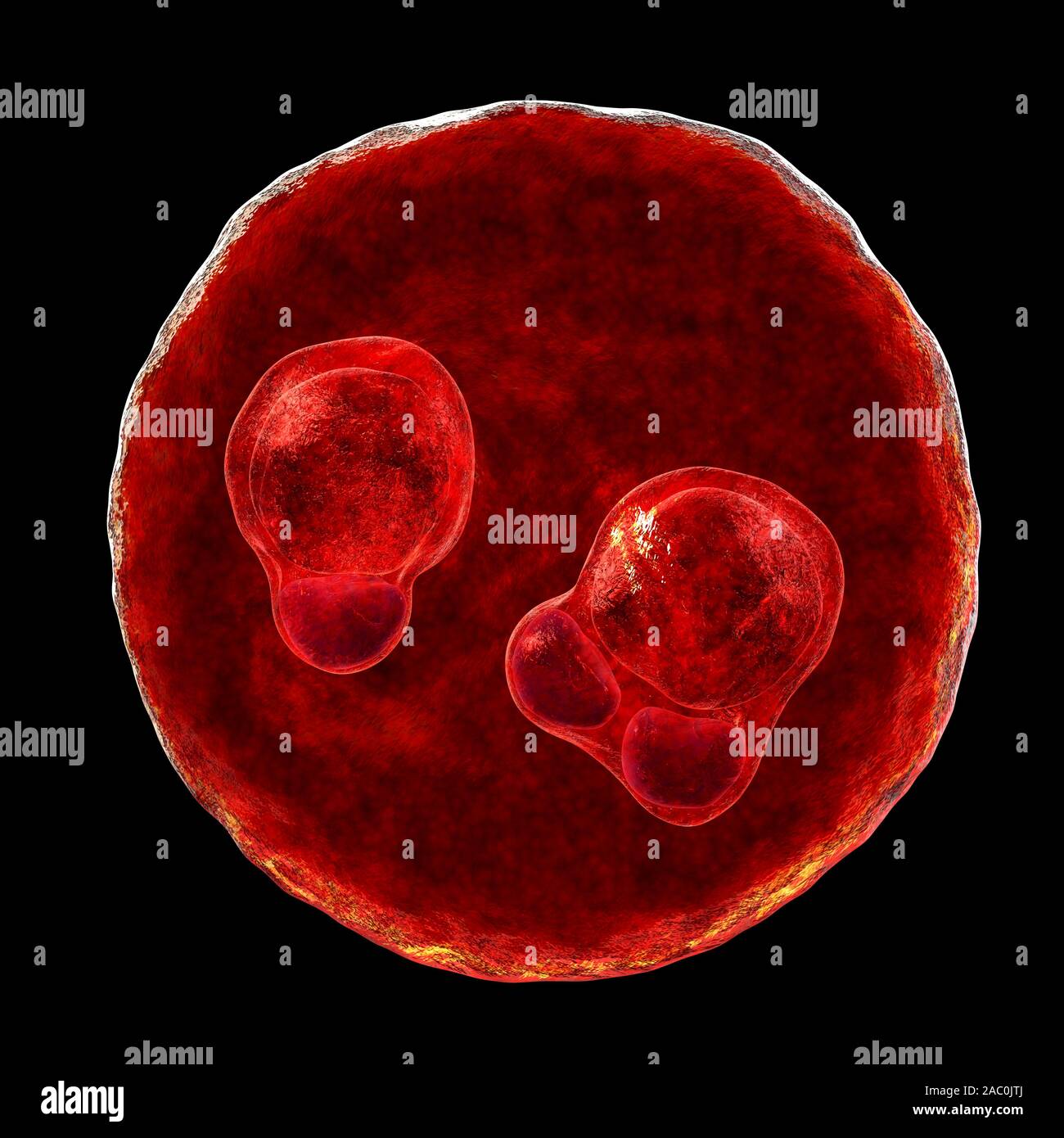 Protozoaire Plasmodium falciparum dans l'étape de la formule tr Banque D'Images