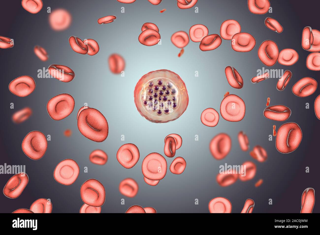 plasmodium-falciparum-schizont-banque-de-photographies-et-d-images