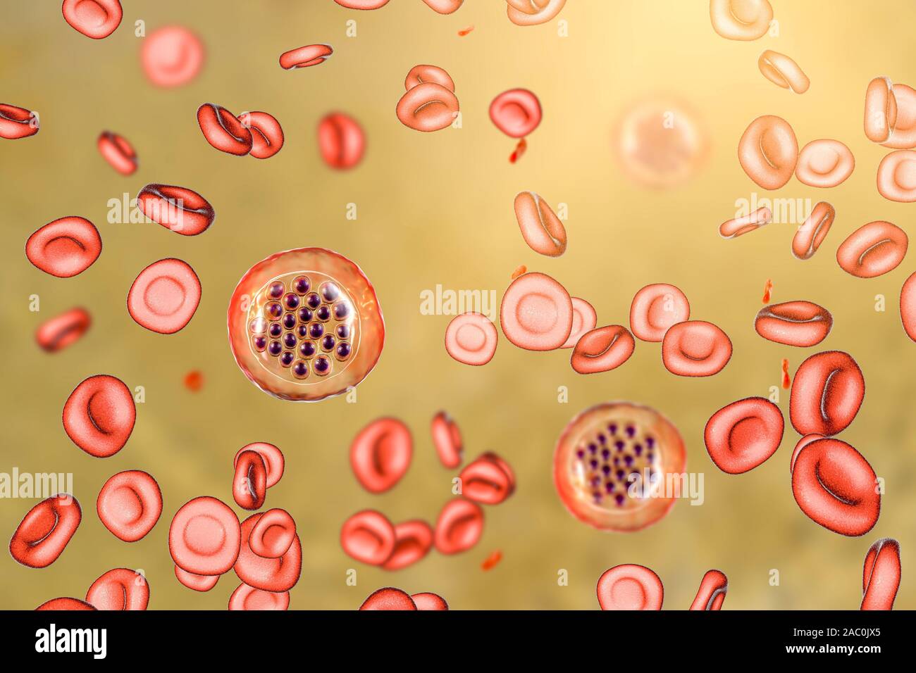 plasmodium-falciparum-schizont-banque-de-photographies-et-d-images