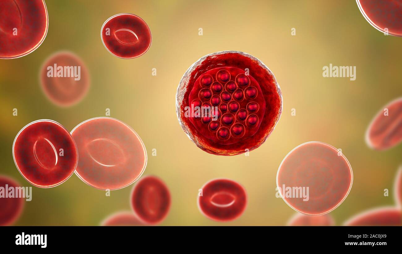 Protozoaire de Plasmodium falciparum dans le stade de schizonte, il Banque D'Images