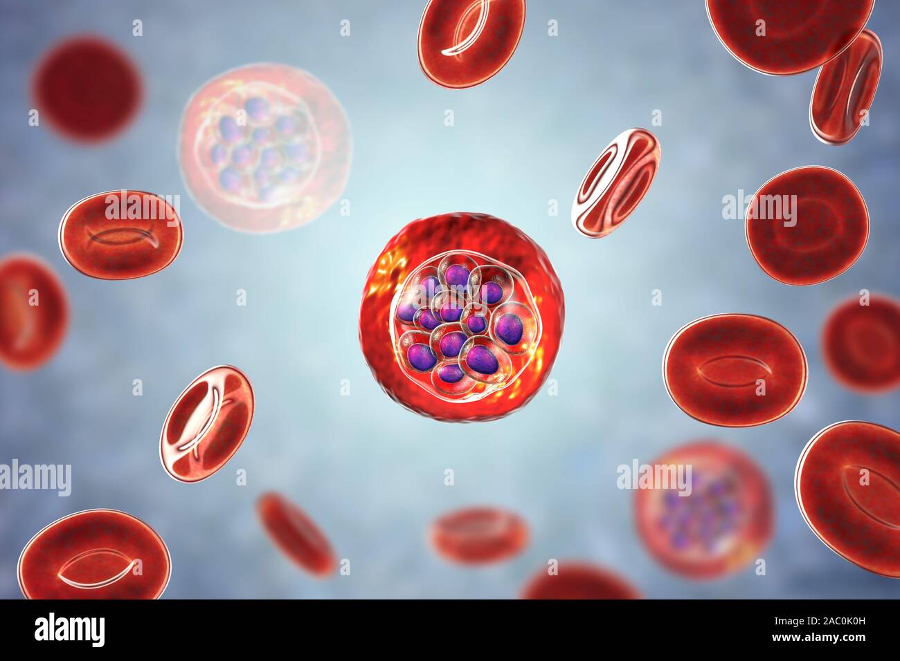 Plasmodium vivax dans les globules rouges, illustration Banque D'Images