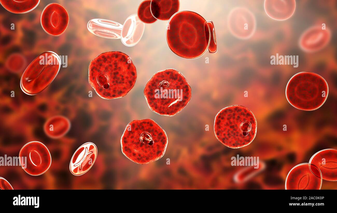 Plasmodium vivax dans les globules rouges, illustration Banque D'Images