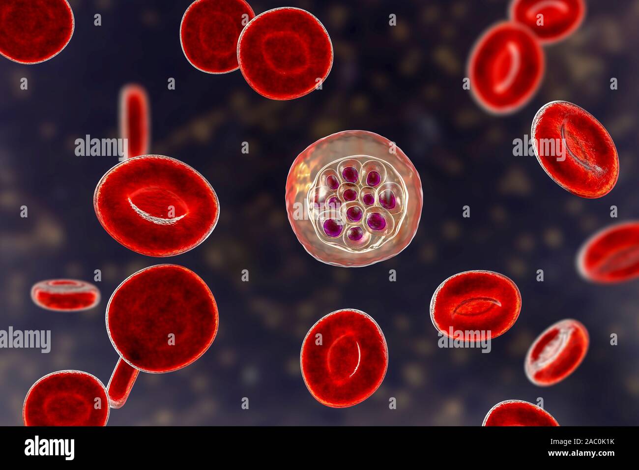 Plasmodium vivax dans les globules rouges, illustration Banque D'Images