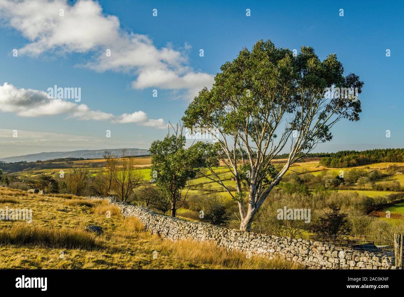 L'arbre d'eucalyptus Brecon Beacons dans le Centre Brecon Beacons une journée hivernale brillante et ensoleillée de novembre dans le Parc National Brecon Beacons. Banque D'Images