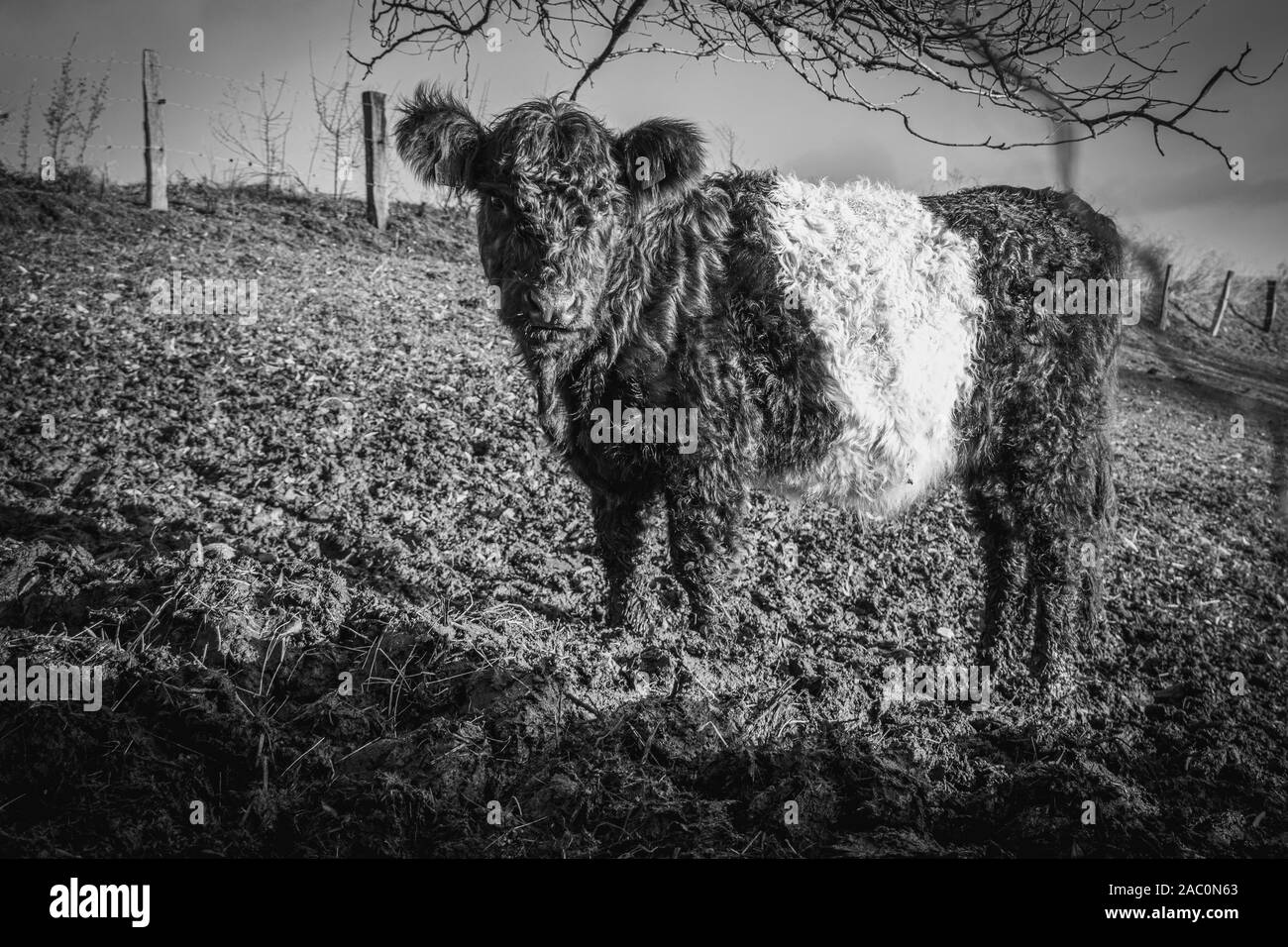 Noir et blanc petits veaux Galloway se tenir sur un pâturage et foin manger Banque D'Images