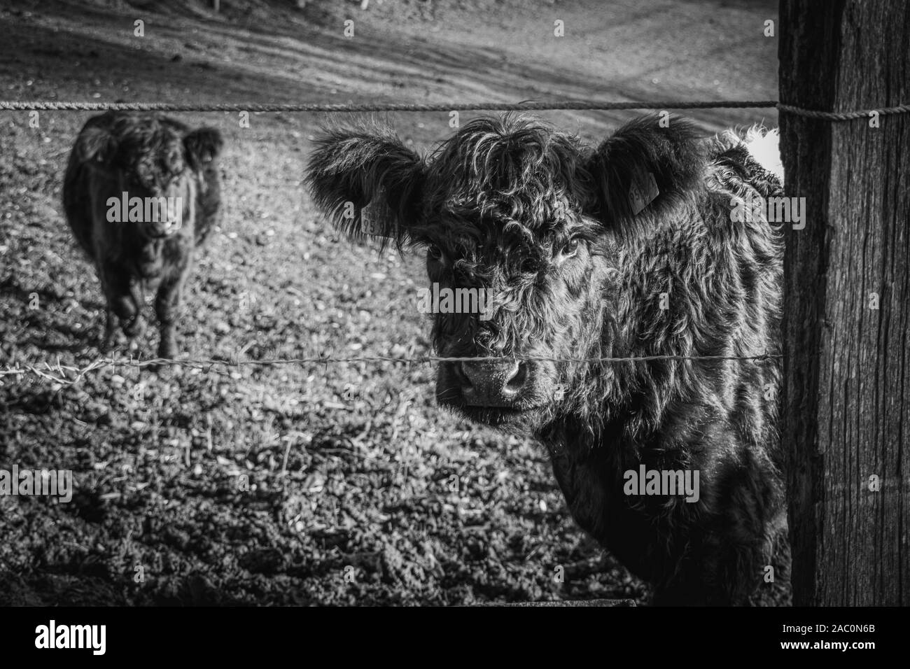 Noir et blanc petits veaux Galloway se tenir sur un pâturage et foin manger Banque D'Images