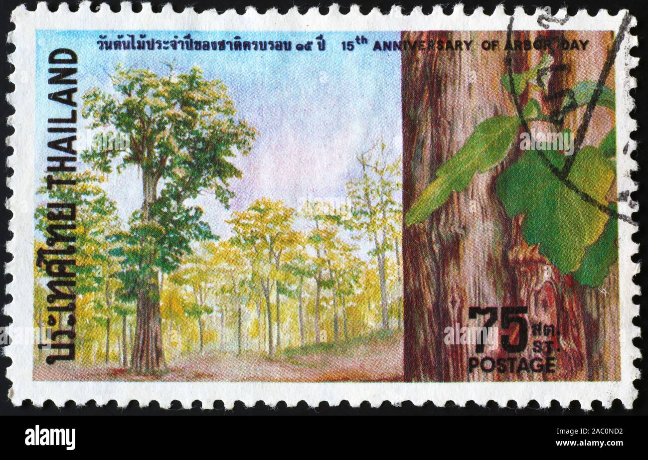 Les arbres de teck sur timbre thaï Banque D'Images