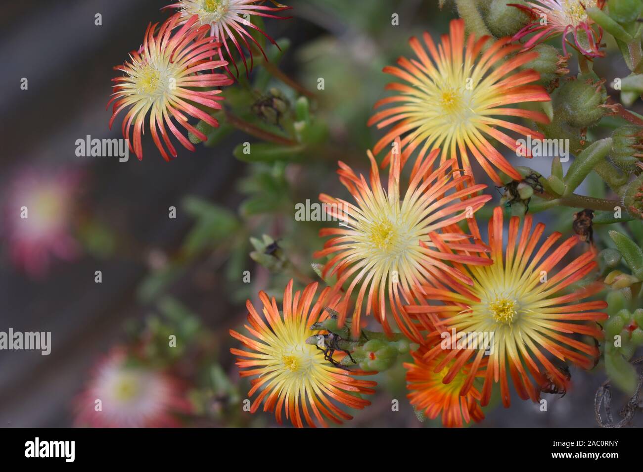 Delosperma fleur orange me demande succulentes au jardin botanique du désert du Nouveau Mexique. Banque D'Images