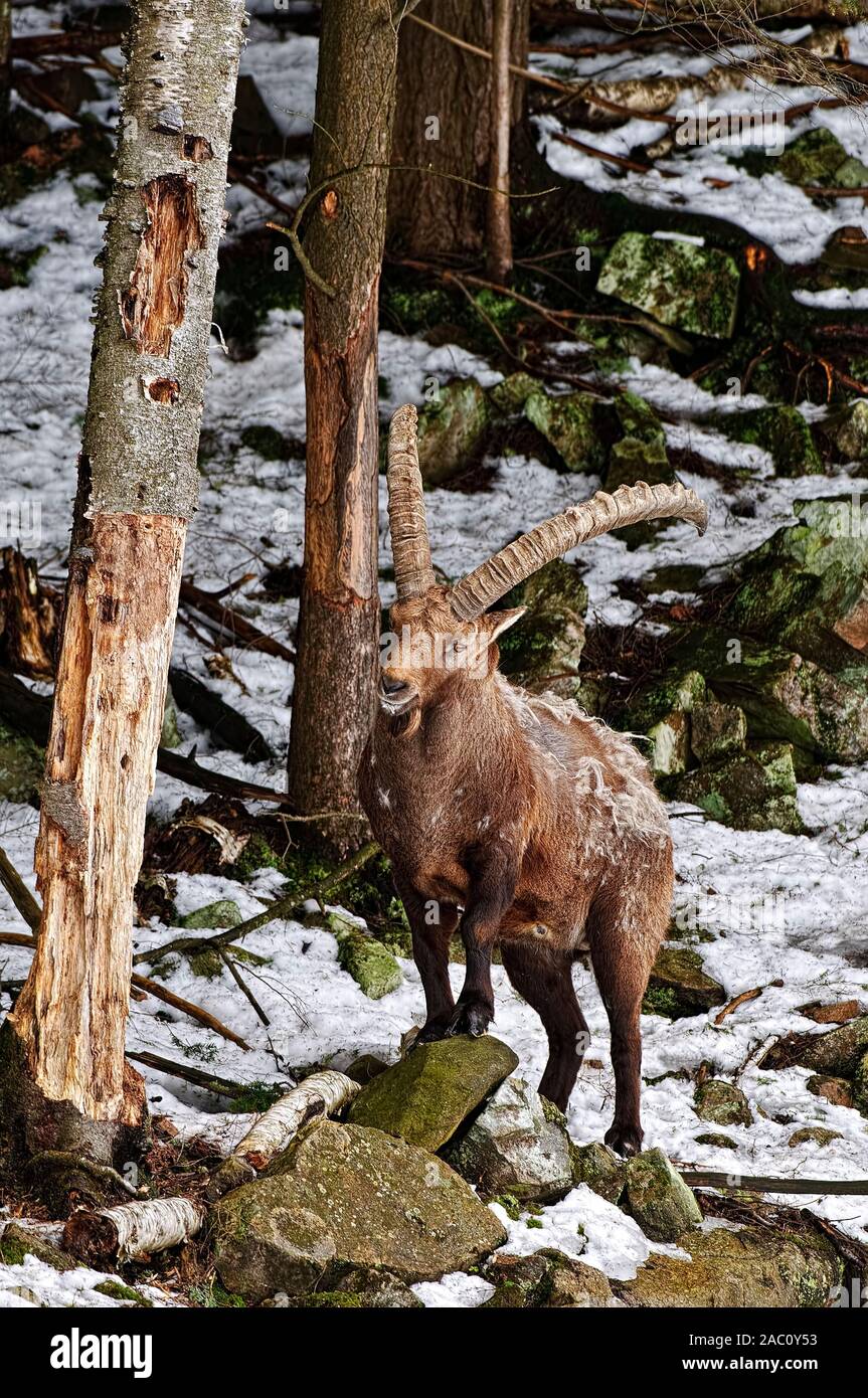 Ibex au milieu des roches couvertes de neige Banque D'Images