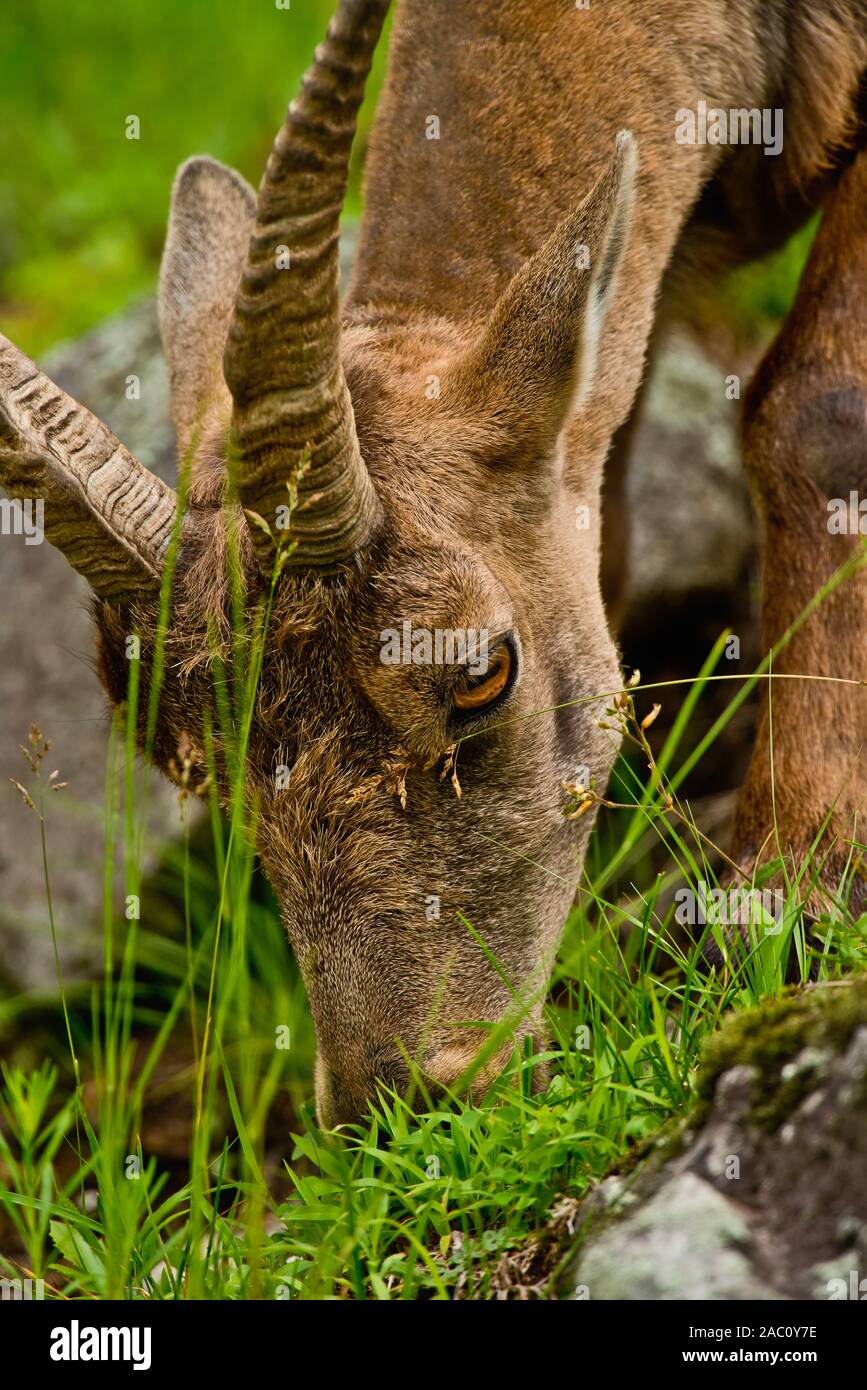 Portrait d'Ibex mange de l'herbe. Banque D'Images