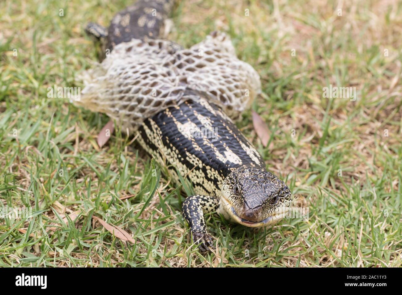 Bleu Lézard tacheté de langue maternelle peau excrétion Banque D'Images