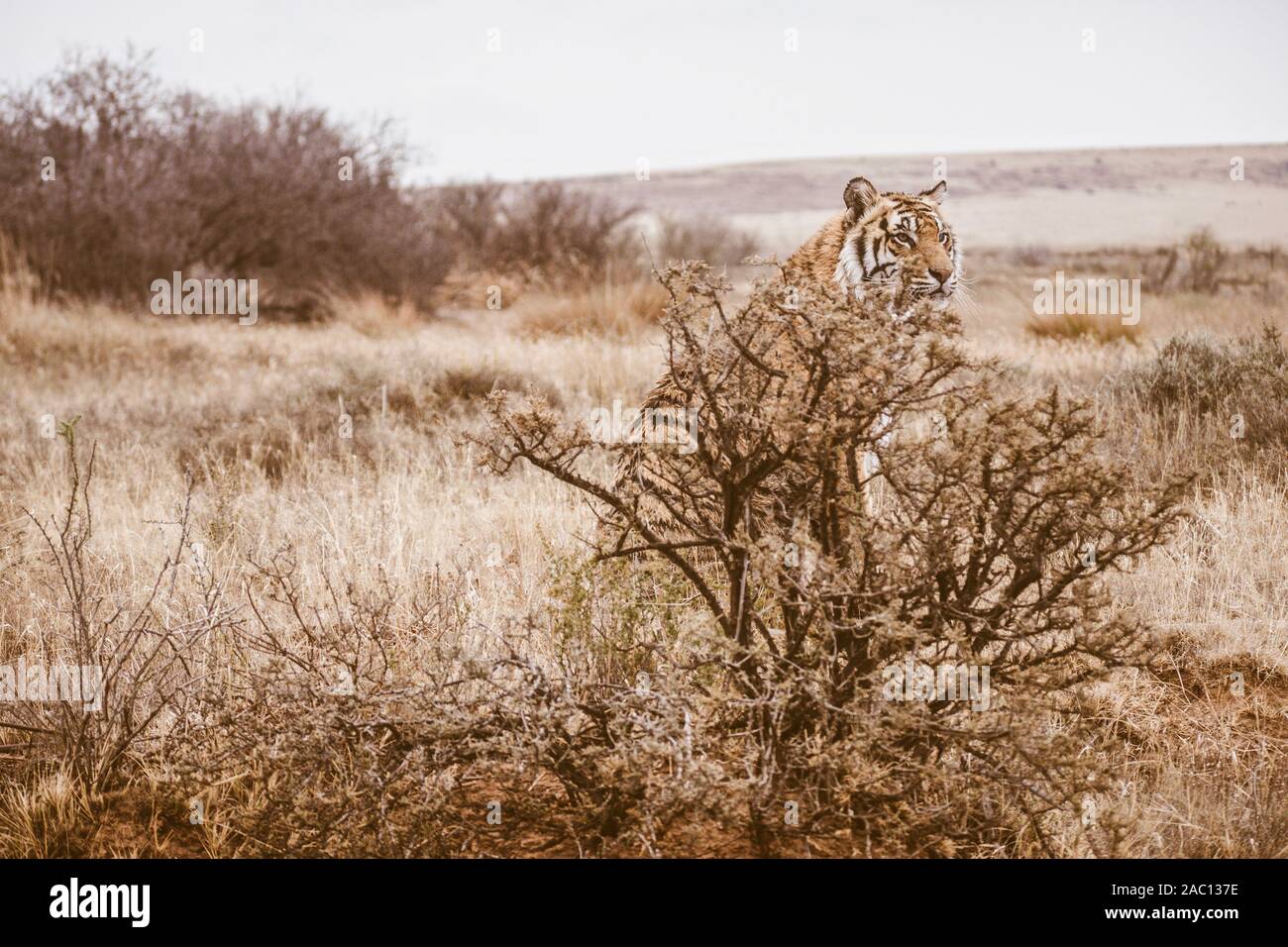 Un tigre du Bengale sauvages cachés derrière un buisson, montrant comment une couleur de tigre et de rayures peut l'aider à se fondre dans son environnement. Banque D'Images