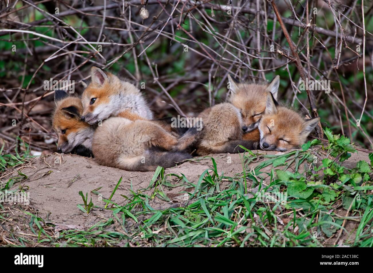 Des kits bébé Fox Banque D'Images