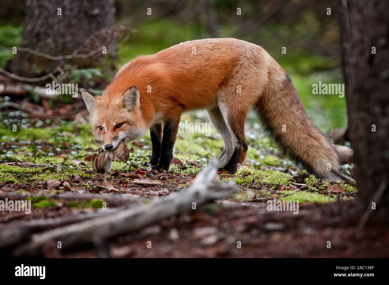 Red Fox avec chipmunk Banque D'Images
