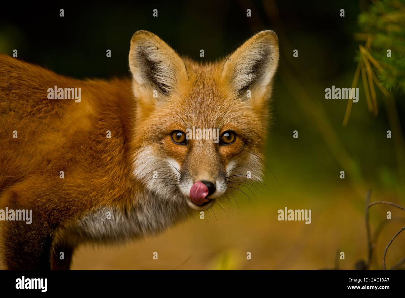 Portrait Red Fox Banque D'Images