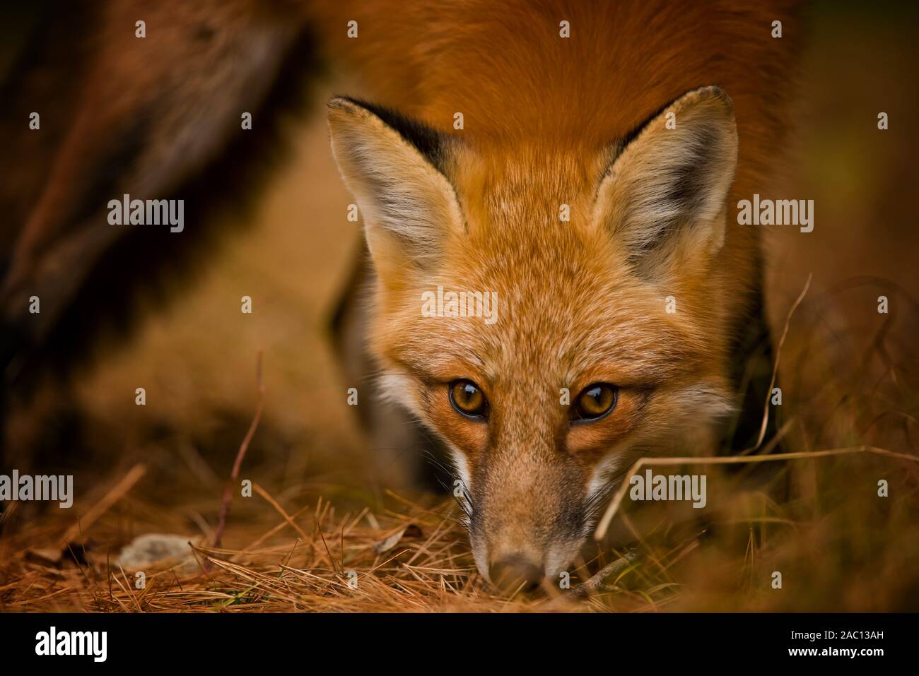 Red Fox reniflant le sol Banque D'Images