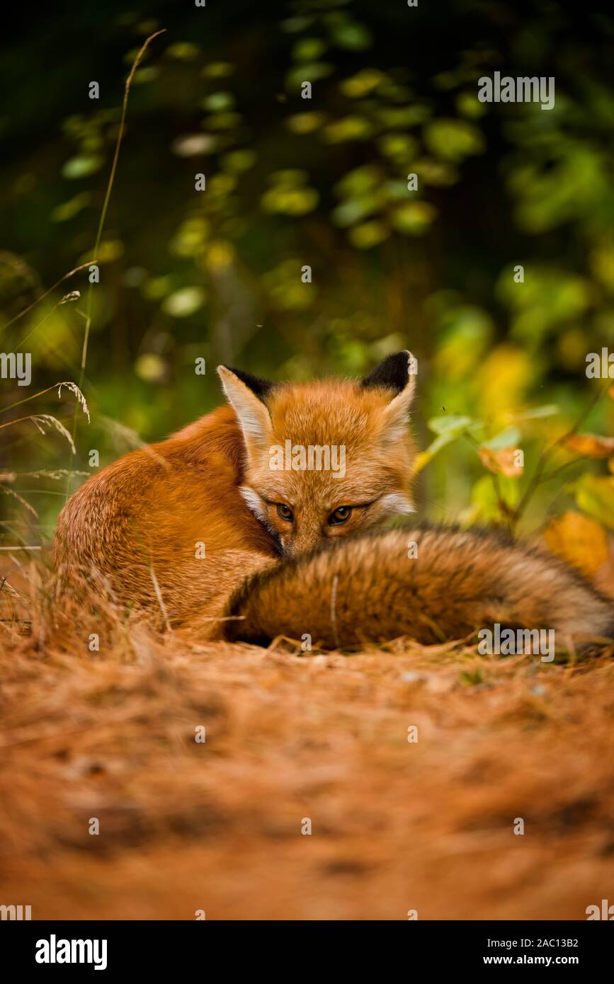 Red Fox reposant sur sol couvert de lichens Banque D'Images