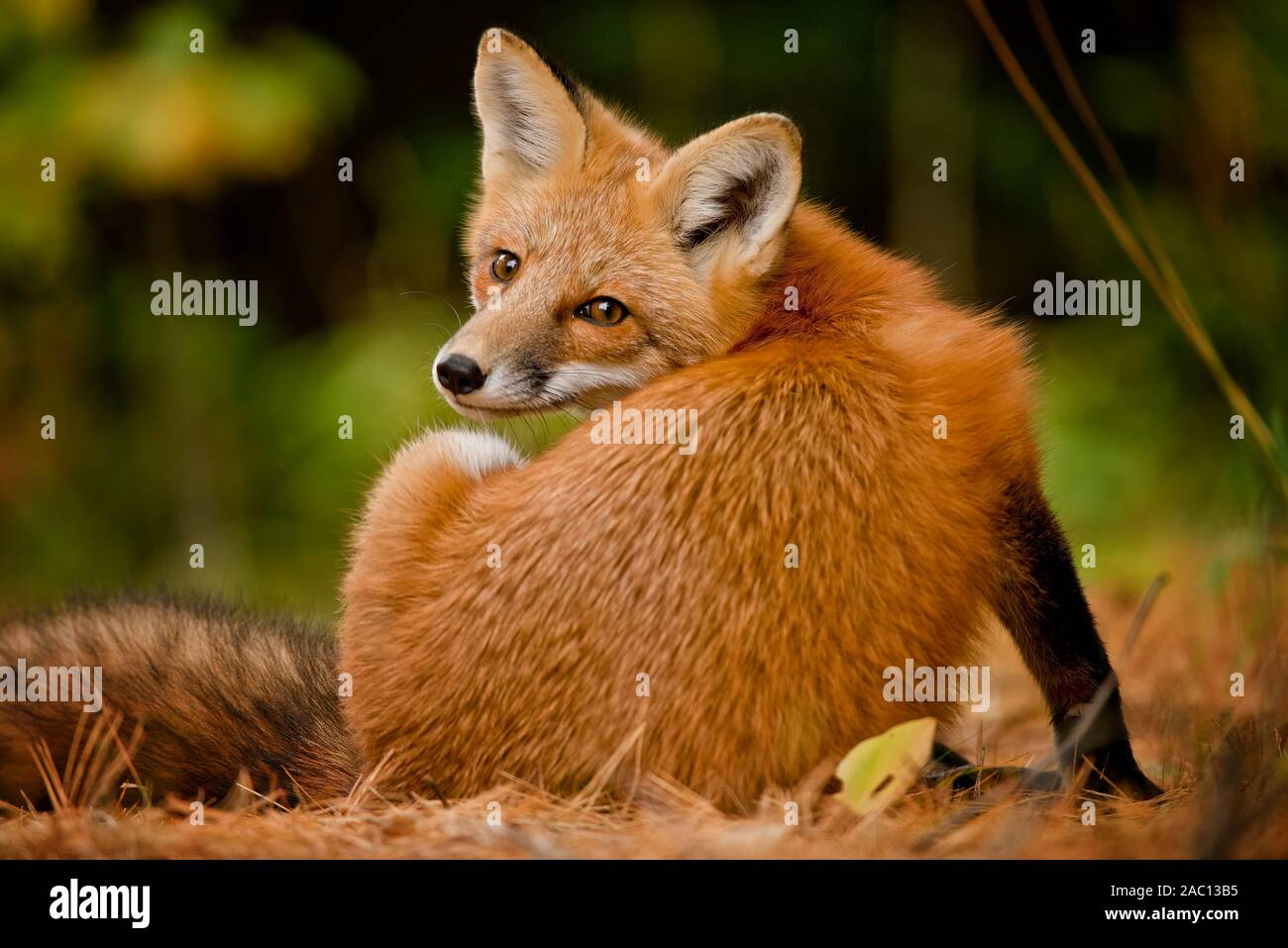 Red Fox l'éraflure. Banque D'Images