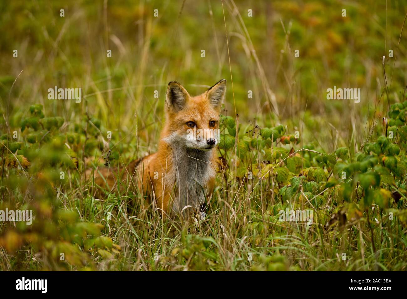 Red Fox assis dans l'herbe. Banque D'Images